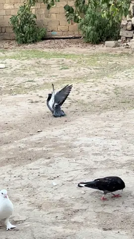 #keşvet #bakıquşları #göyərçinlər #maşşallah🧿 