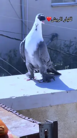 #اذكروا_الله #لايك__explore___ #اكسبلورexplore_fypシ_لا_يغركك_يأخيي__👍🏻 #الاردن_فلسطين_العراق_سوريا #❤️ #لايك__explore___متابعة🧸🔥🤍 #الله #يبارك #النا #والكم #كش #حمام #تعلقكك #لايك__explore__ #الاردن_فلسطين_العراق_سوريا 