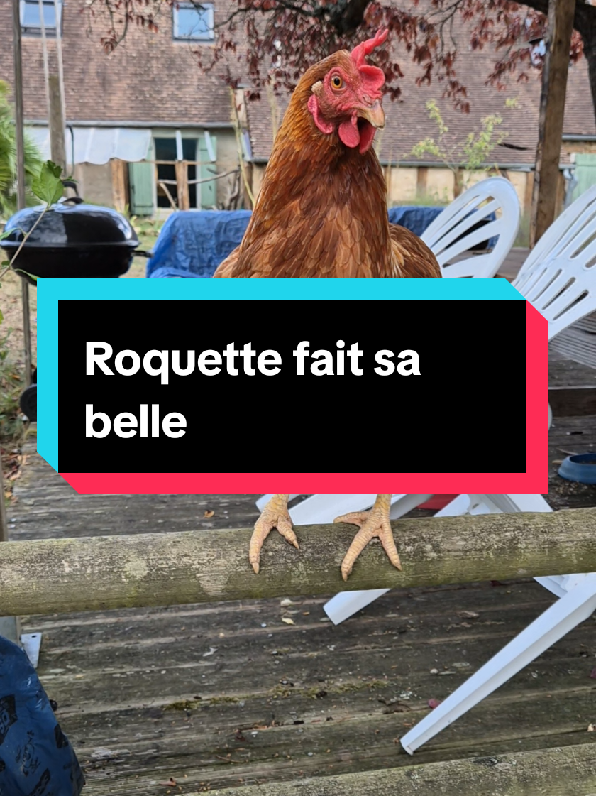 Vidéo quotidienne de mes poules avec Roquette qui fait sa belle #poules #poulailler #oeufs #ameraucana #pekinbantam 