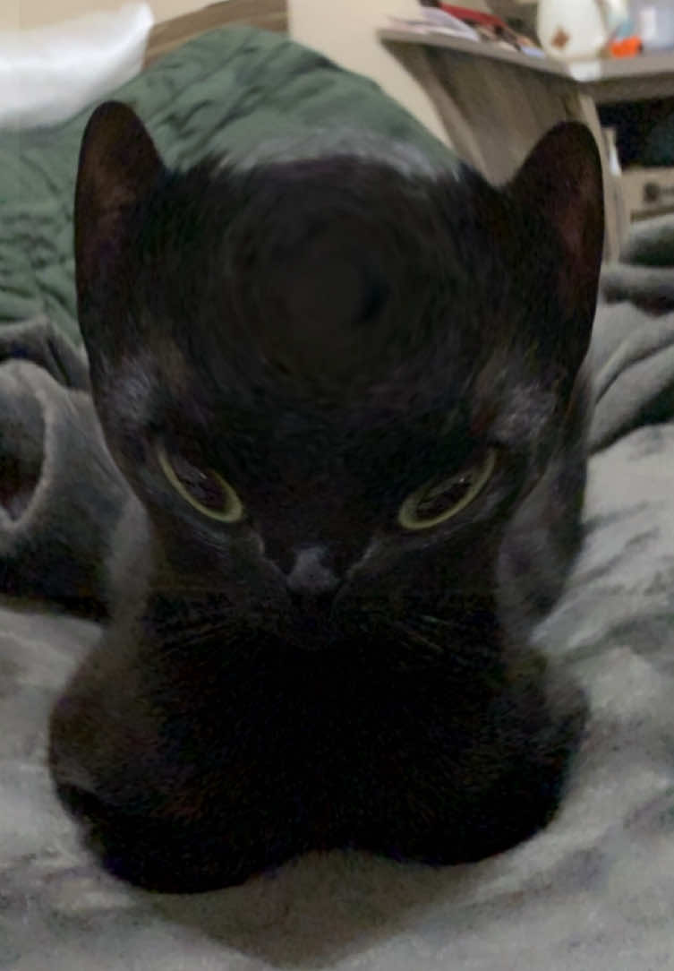 Close enough #catsoftiktok 