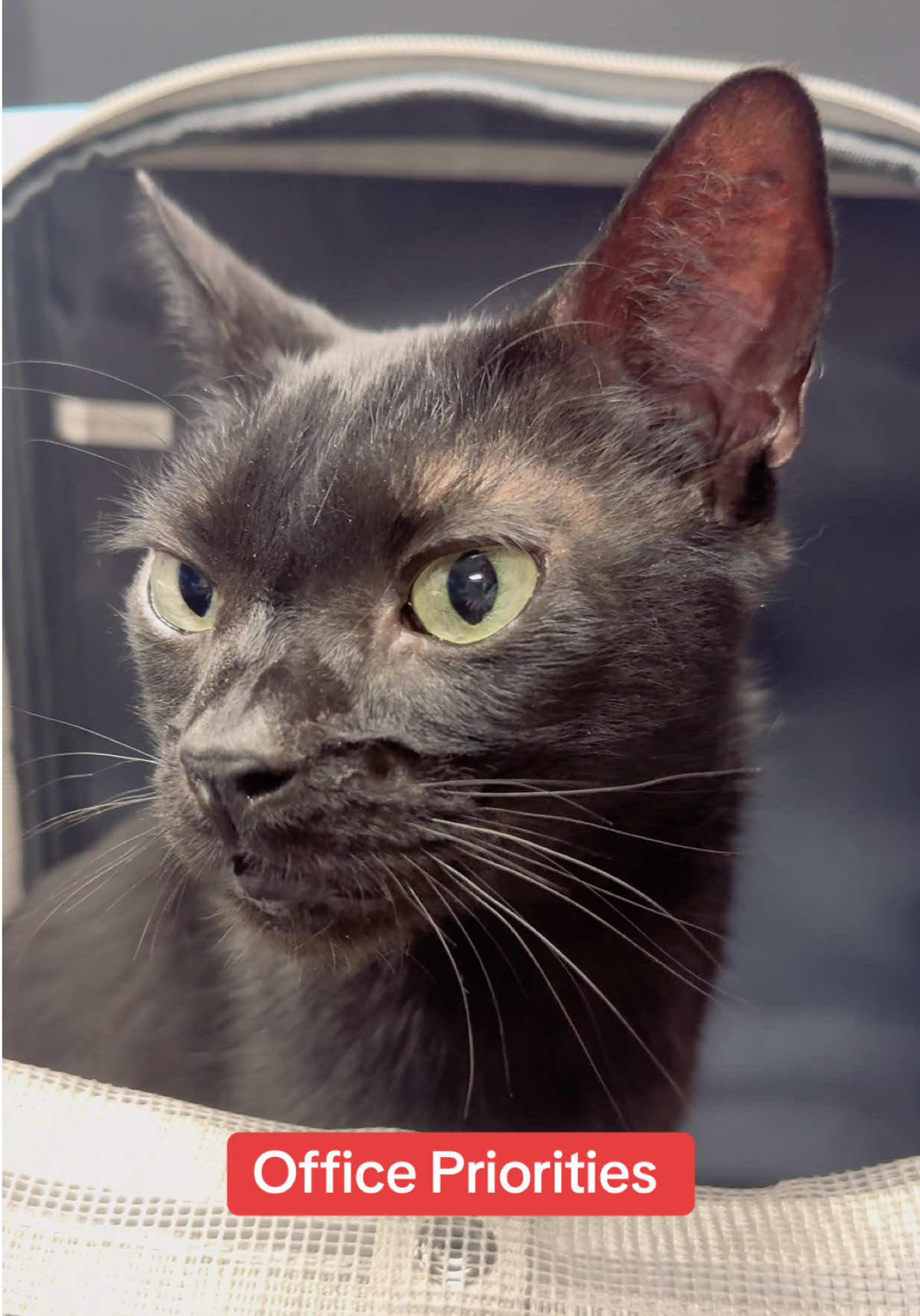 Aries said what we’re all thinking… 🐾💻 It’s Friday, work can wait. Time for lunch! 🍴😸 #AriesTheCat #fridaymood #cattok 