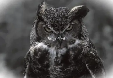owls are literally the most majestic and interesting animals alive #owl #edit #bepatient #fyp #nature 