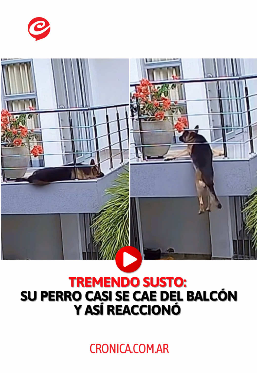 😢TUVO UN DIOS CANINO APARTE 🔴Un tremendo momento, que casi termina en tragedia, fue captado por las cámaras de seguridad de un edificio cuando un un pastor alemán llamado Milán por muy poco cae del balcón de un departamento en la localidad de Sincelejo, Colombia. 🐕El perro quedó colgado del balcón de su casa tras perder el equilibrio mientras dormía, a lo que atinó a aferrarse desesperadamente con sus patas delanteras, ladrando con angustia para pedir ayuda.  🙏🏼Afortunadamente, su dueña se percató de la situación, salió corriendo y logró rescatarlo a tiempo. 🔺Seguí todas las noticias en cronica.com.ar #Perros #Mascotas #Colombia #Virales 