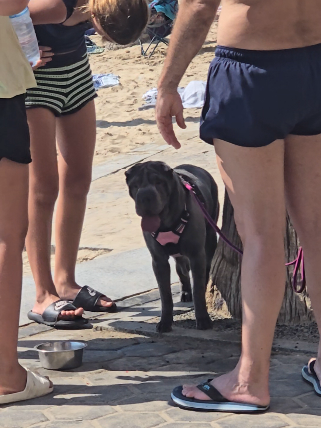 #holidays #dogs #dog #dogsoftiktok #beni @The Foodie Fisherman @chewiechewbaaarker @Mark Lloydy Lloyd @Welcome To Benidorm @👑  PASHMAN  👑 @thevwmechanic_official @Karim 75 @🏳️‍🌈OVER.THE.RAIN.BOW.🏳️‍🌈 