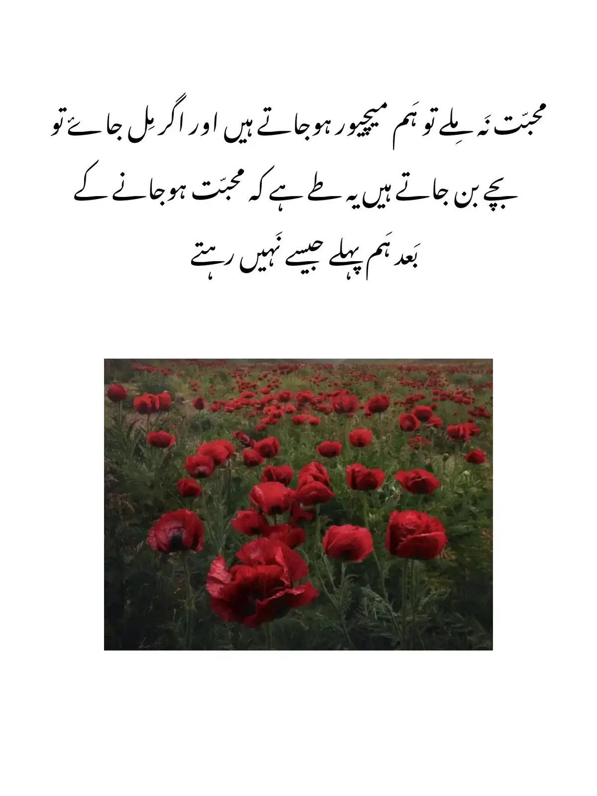 محبّت نَہ مِلے تو ہَم میچیور ہوجاتے ہیں اور اگر مِل جاۓ تو  بچے بن جاتے ہیں یہ طے ہے کہ محبّت ہوجانے کے  بَعد ہَم پہلے جیسے نَہیں رہتے
