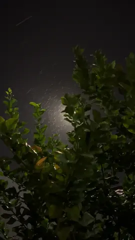 #نجران #مهذل_الصقور 🤎🤎.