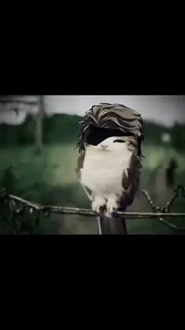 meowlzen #aizen #meowl #edit #xybca #fyp 