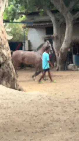 #horse#horsesoftiktok#horselovers#fyp#foryoupage 