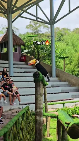 Chuỗi bay tới nek🔥 #VinWonders #GreenCreator #dulich #vinpearlsafariphuquoc  #chuoi 
