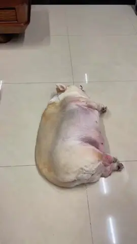 The pig core invaded and took over his body. #funny #dog #dogsoftiktok 