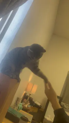 #viral #powderthecat #powpow #fypシ 