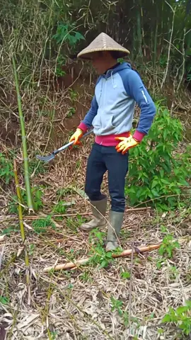 Sabit kapak sipaling gacor bos🥰 #cangkulistanaperkakas #sabit #berkebun #petanimuda #petanimilenial 