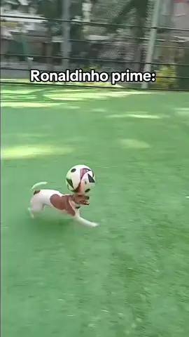 Just give bro the Ballon d’Or already 😭 Ronaldinho has competition 🇧🇷🐶 @Kira - football playing dog #Ronaldinho #Dog #Skills #football #fyp 