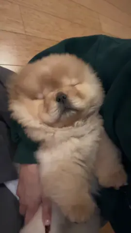 Sleeping fluff ball 💤🦁🧸🤍 #dogsoftiktok #fyp #dog #puppy #foryoupage 