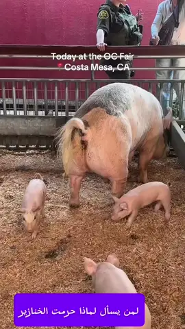 #CapCut  حرمت عليكم الميتة والدم ولحم الخنزير  #قران #quran #fyp #egypt 