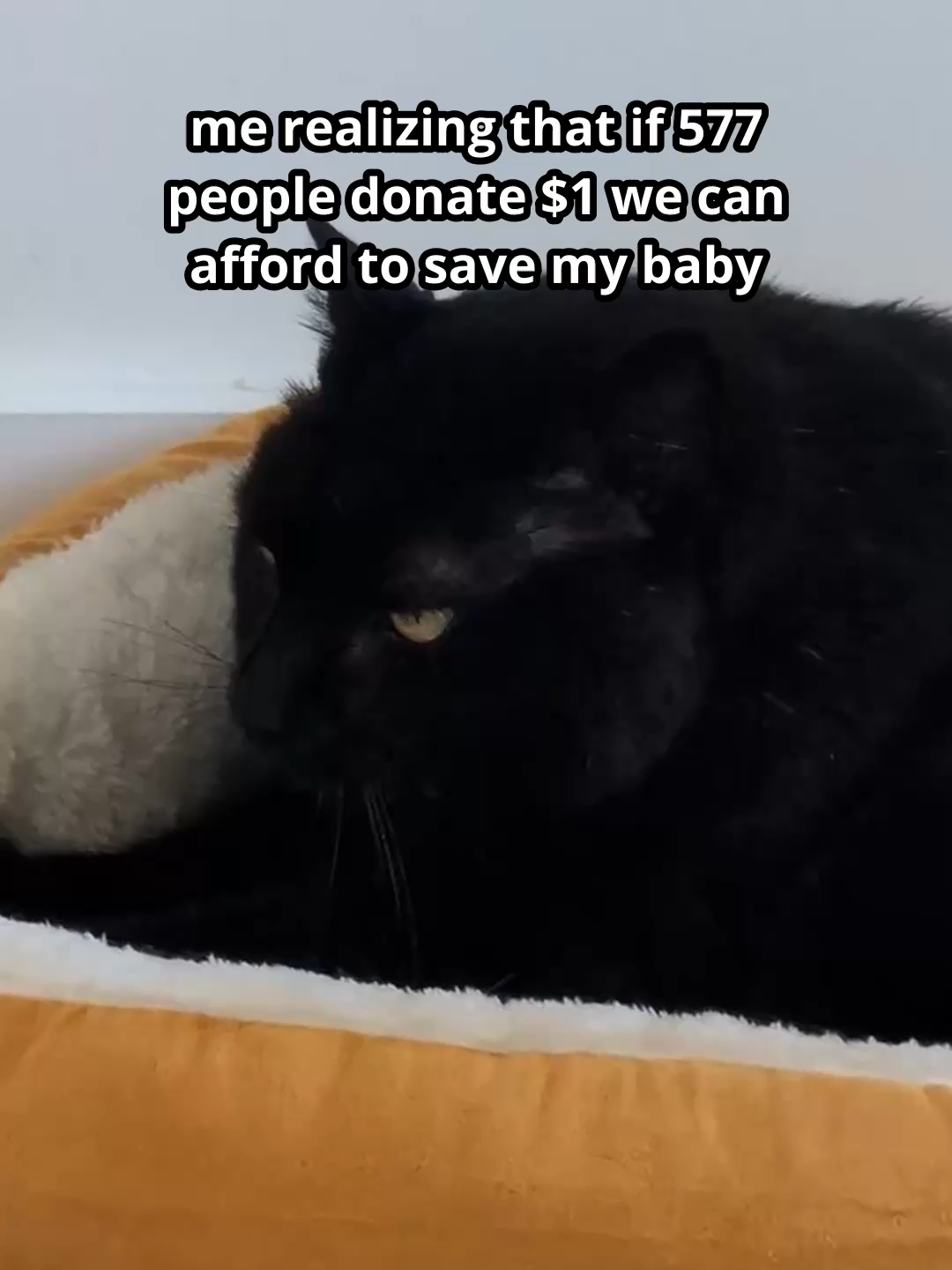 my soulmate ❤️ #cat #gofundme #catlover #donation #catsoftiktok