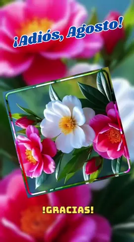 Adiós Agosto, gracias por todas las bendiciones recibidas en este mágico mes. Bienvenido septiembre con buena vibra 🙏🏻✨🌻#adiosagosto #mes #yelixaaraque1 #frasesmotivadoras #vida 