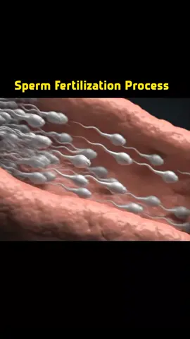 Journey of Sperm to Fertilization #journey #FertilityOptions #FertilitySuccess #foryoupage❤️❤️ #videoviral 