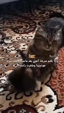 انا مع عمار اخويا 😂