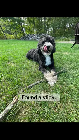 #dogsoftiktok