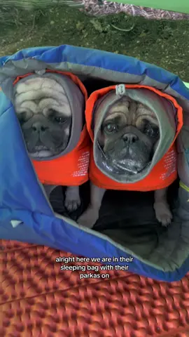 Staying warm in Pug Day Lodge #pugsoftiktok #puglife #dogsoftiktok #pugs #backpacking 