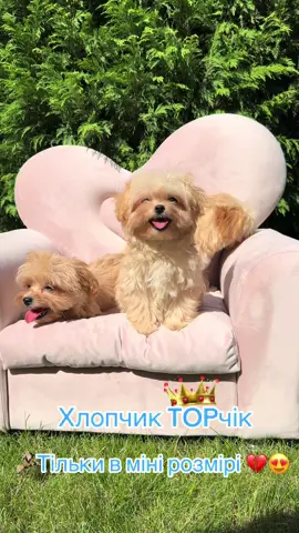 Хлопчик VIP MALTIPOO F1 micro  #maltipoo #мальтипу #врек #київ 