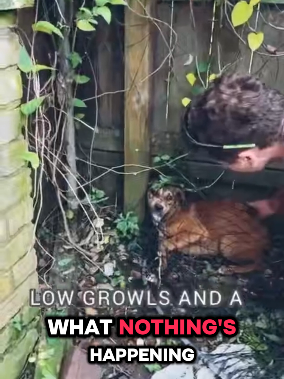 They are in an urgent stage of development-and need human Socializing with a foster home NOW! lf you can't fostere please share! We were contacted by a woman whose dog had given birth in her yard. Now, four months later, these puppies are GREAT with dogs but have no experience with humans. #labradormix #dachshundmix #beaglemix #beaglepuppy #fyp 