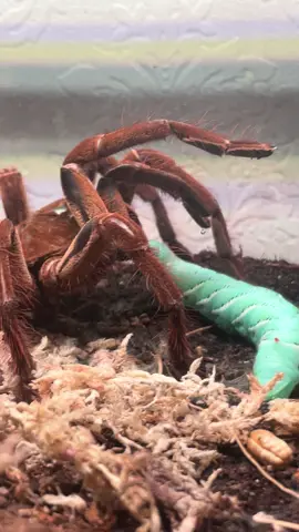 Giant hornworm gets friendly with goliath bird eater #tarantula #tarantulasoftiktok #goliathbirdeater 