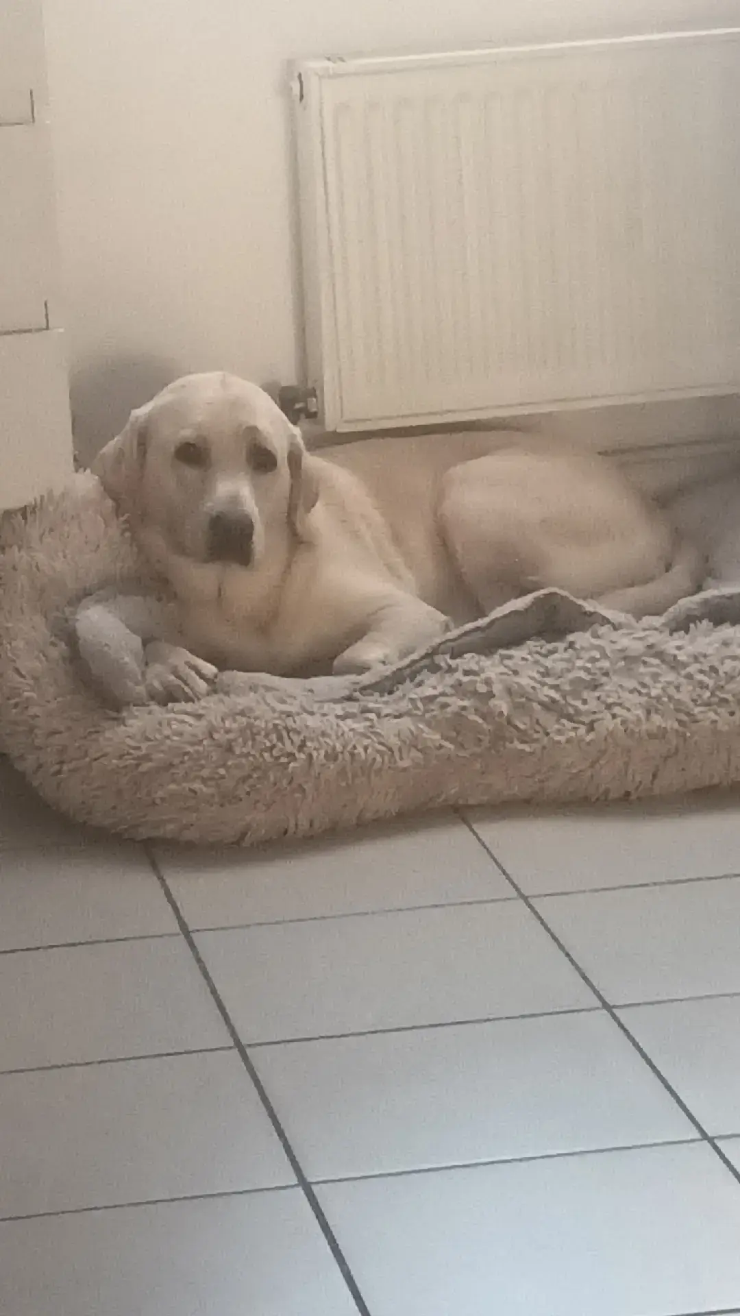 ma princesse d'amour la seule qui m'a pas lâcher et elle aux moins elle est fidèle #pourtoi #foryour #photoviral 