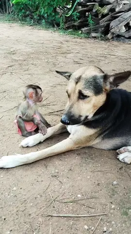 #FunnyAnimals #CuteMonkey #MonkeyVideos #MonkeyDaily #PetMonkey 