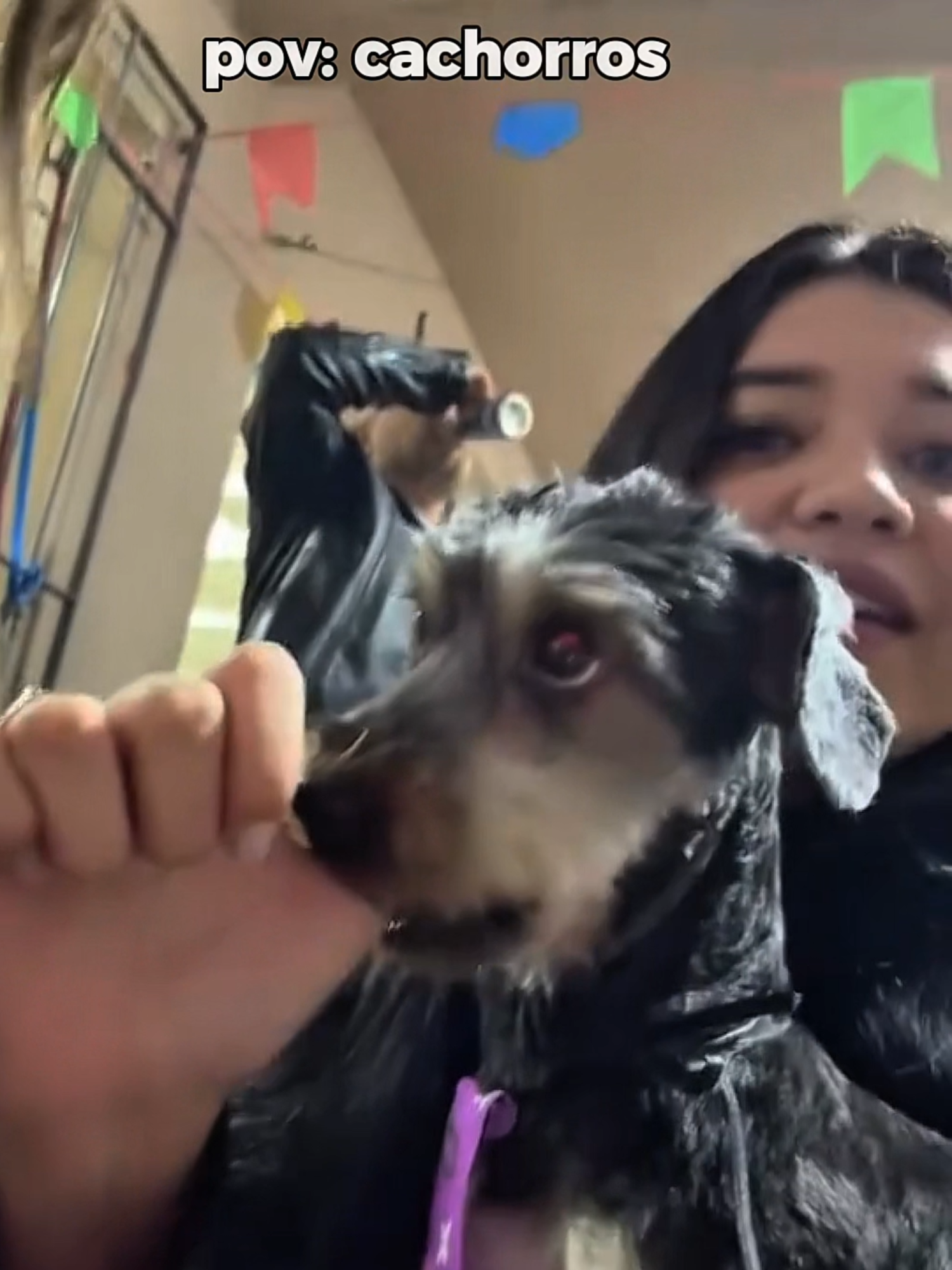 cachorros - dogs 😅❤️| #dog #pov #funny #viral #moments #perolas