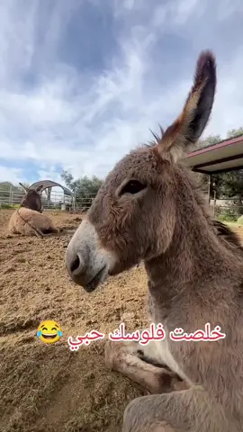 #منشن #البيست_فريند #😂😂 