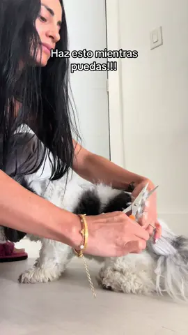 Haz esto mientras puedas!!  #petkeychain #llavero #dogs #doglover 