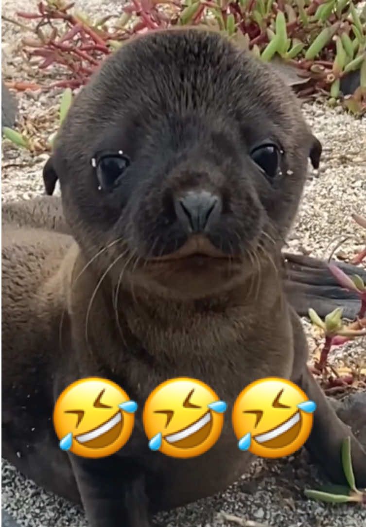 Funny Seals 😂 | Part 55 #seal #sealion #funny #cute #fyp 