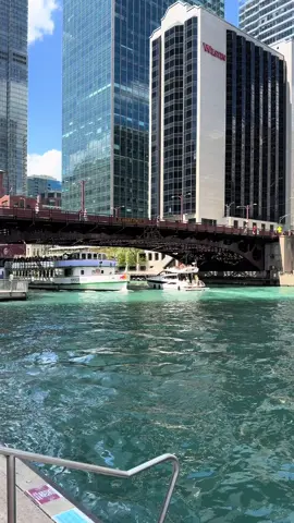 The killing field is thriving #chicago #summervibes 