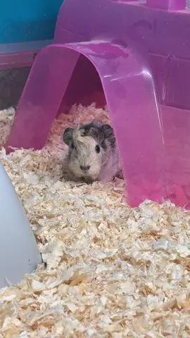 Just because baby guinea pig wheeks are the BEST! 