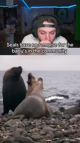 Gotta be the one of the more disrespectful things I’ve seen… #fyp #reaction #fight #animals #seal (twitch-only1hof)