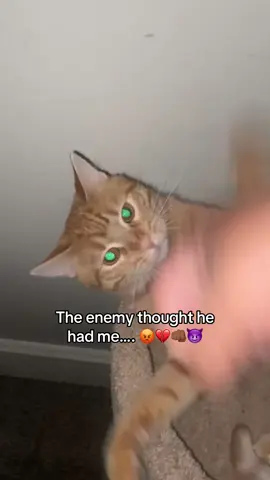Ngl, the Lord still working on him fr 😭 #fyp #christiantiktok #catsoftiktok 