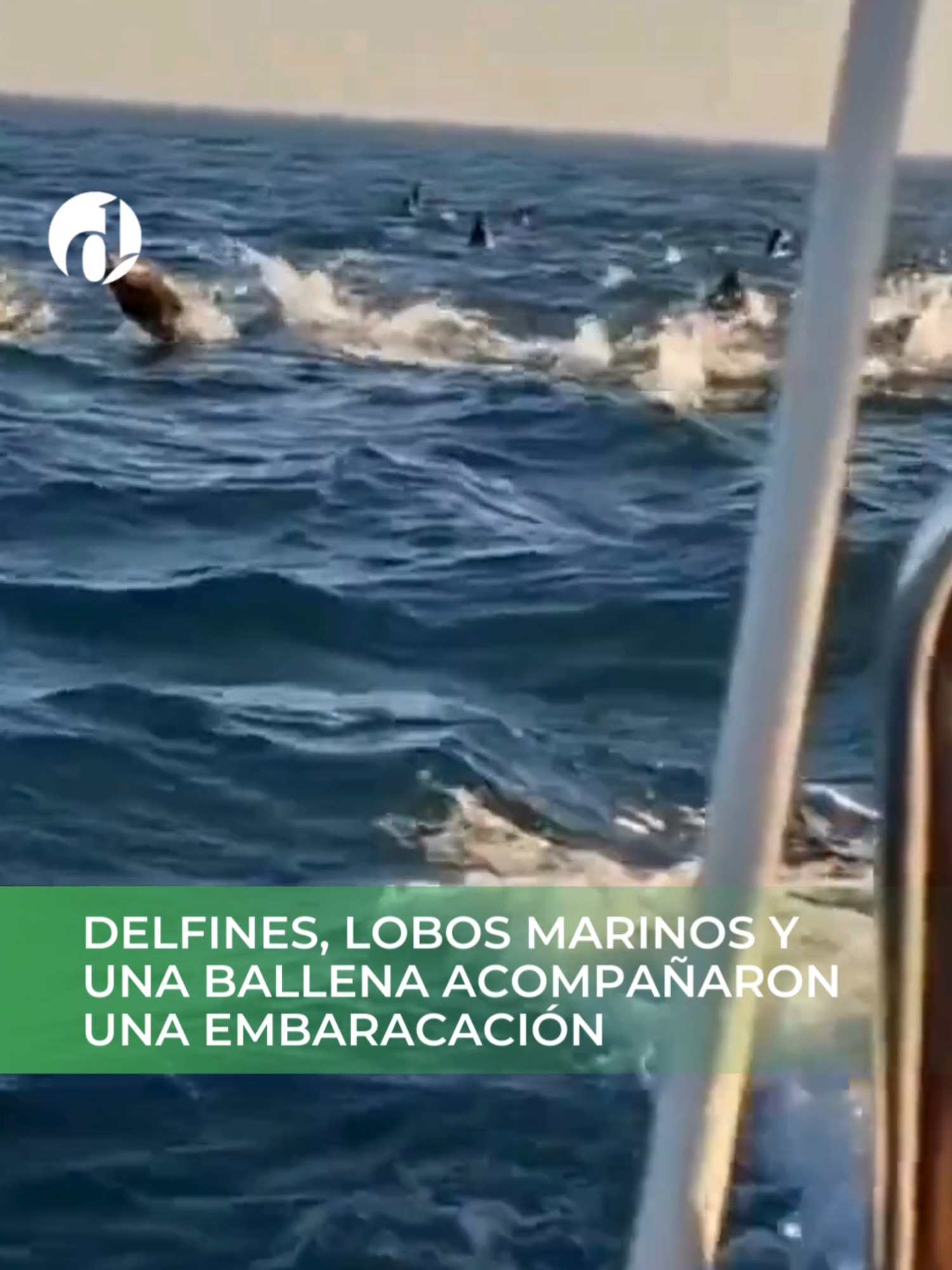 #Delfines, #lobosmarinos y una #ballena acompañaron a una embarcación en #necochea 🐋🦭🐬  #animales #mar