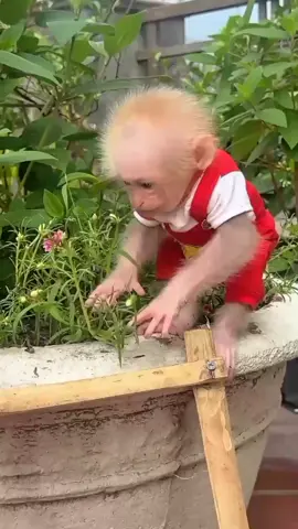 Monkey lulu today special video for all friends. #babymonkey #pets #monkey #funnyanimals #monkeyface 