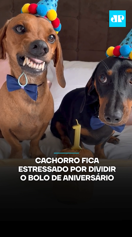 O pet Jorginho não gostou nada de saber que teria que dividir o bolo do seu aniversário com o irmão. A reação inusitada divertiu a todos e mostrou que, assim como a gente, os pets também têm suas manias e jeitos únicos de expressar emoções. Você dividiria seu bolo? 🎥 Reprodução: @Xuxoquarteto4patas | @myhoodbr 📺 Confira na JP News e Panflix 📌 Siga o nosso perfil @jovempanentretenimento #Pets #Cachorrinhos #Viral #Aniversário #Fofo