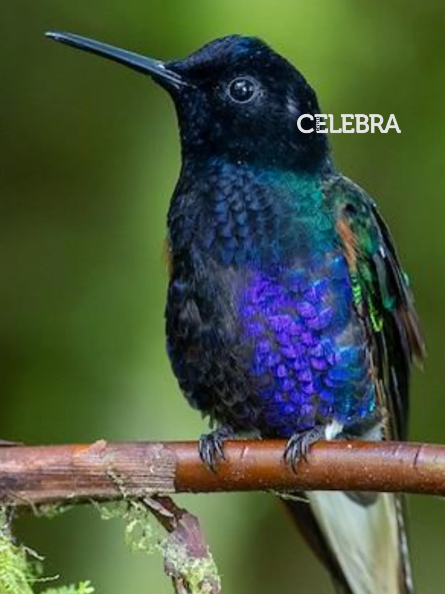 #RevistaCelebra| Con flores de colores vivos como rojo y violeta 🌺, estas plantas llenarán tu jardín de vida. ¿Listo para verlos llegar? 🐦 #Colibríes #Jardinería #Naturaleza #Viral