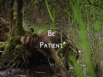 I LOVE RACCOONS ❗️❗️❗️also idk if I did this right but I like it :3 #fypツ #raccoon #trashpanda #bepatient #tiktoktrend 