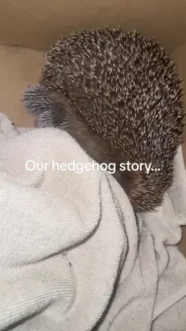 So honoured & blessed 🦔  #hedgehogsoftiktok #hedgehog #hoglets #babyhedgehog #whatthehell 