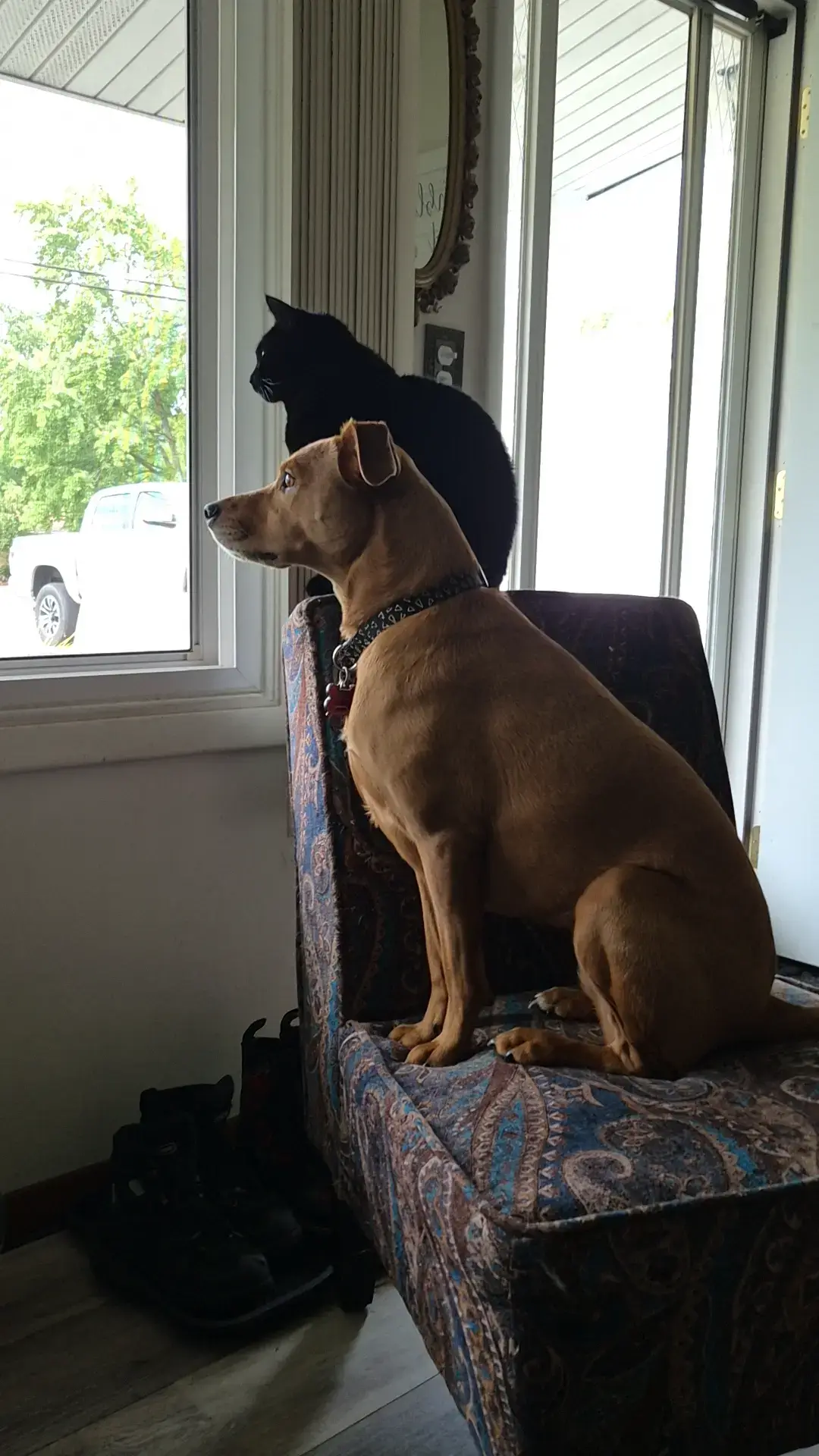 #fyp #PetsOfTikTok 