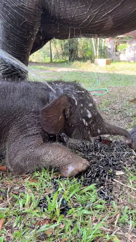 Si palinh suka maen air, kalo udah kena air pasti guling gulingg 😅😅, kalo mamah dita di mandiin pasti si debay mau ikutan teruss.   #waykambas #waykambasnationalpark #fyp #waykambasgehh #gajah 