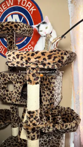 She’s so spoiled 😍😍 my snow kitty 🤍#fyp #kitty #leopard #cattree #spoiledcat 