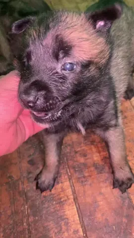 #fyp #الشعب_الصيني_ماله_حل😂😂 #ملينوا_شاربوني___❤🖤 #malinoispuppy #malinoislovers #malinoisbelgian #malinois #