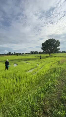 บรรยากาศทุ่งนา #เทรนด์วันนี้ #fyp #เอาขึ้นหน้าฟีดที 