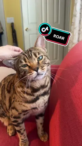 #catsoftiktok #simba #cat #gato #pets 